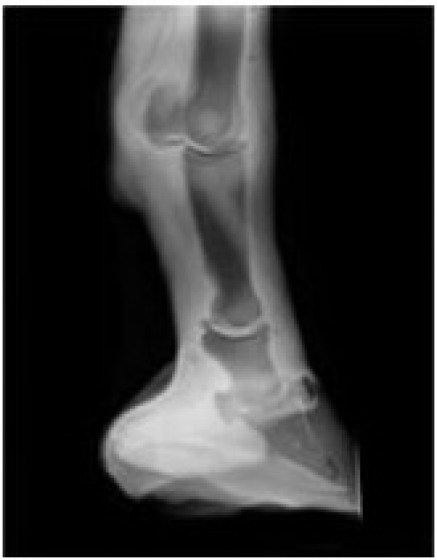VSI14-Radiologick&aacute; předn&iacute; končetina koně-RTG1